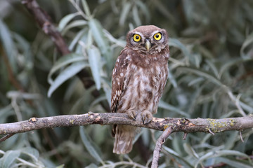 Young little owl with big yellow eyes sitting  on branches of silverberry
