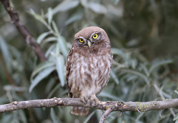 Young little owl sitting on branches of silverberry