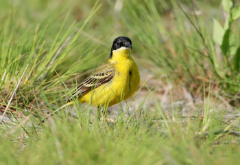 Close up portrait of an yellow wagtail stands on the ground with green grass