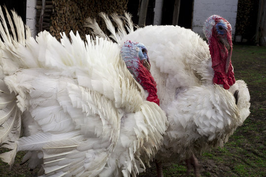 The Midget White Turkey Perfect Homestead. Big Fat Turkey In The Farm Yard With Purebred