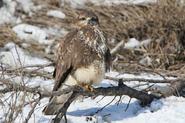 Common buzzard sits on the tree close up photo