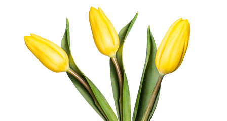 Yellow tulip flowers isolated on white background.