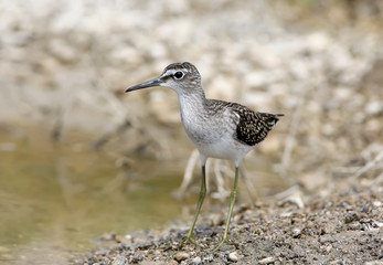 Close up portrait of a wood sandpiper (Tringa glareola) stand on the shore. Front view