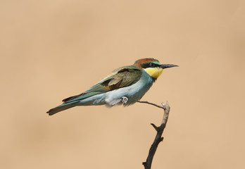 Young European bee-eaters on a branch shot on a single-colored bright beige background