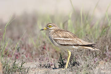 The stone curlew stands on the ground in natural habitat