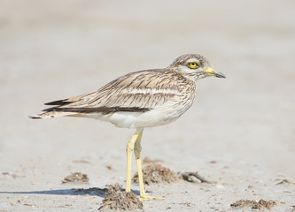 close-up portrait of a stone curlew with  a big yellow eyes standing on the sand on a blurred background