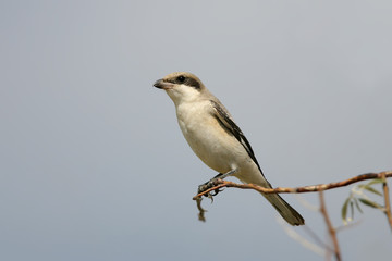 Close up photo of The lesser grey shrike (Lanius minor) sits on the branch on a blue sky background