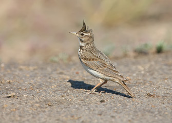 A portrait of a crested lark standing on the ground on a blurred brown background