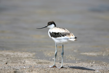 Young pied avocet (Recurvirostra avosetta) stands on the shore of the lake and looks into the...