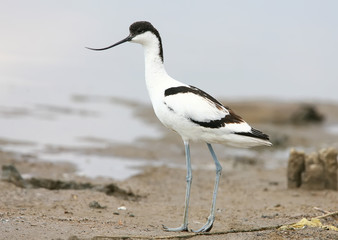 Young pied avocet (Recurvirostra avosetta) stands on the shore of the lake and looks into the camera. Differences from young  birds are clearly visible