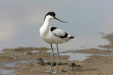 Young pied avocet (Recurvirostra avosetta) stands on the shore of the lake and looks into the camera. Differences from young  birds are clearly visible