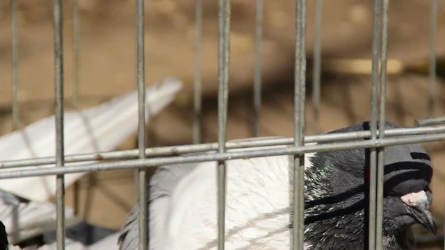 Close-up, head of the pigeon in a cage
