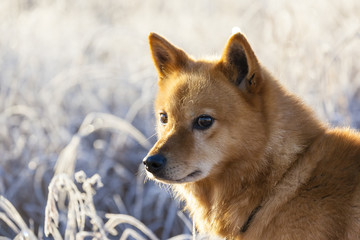 Obraz premium Finnland, finnisch Lappland, Finnischer Spitz in Morgensonne