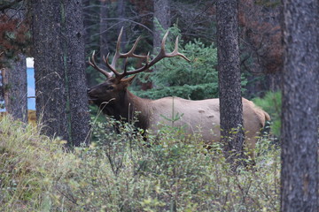 Elk Canada