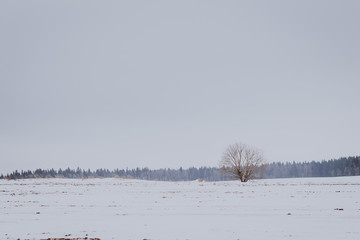 Landscape with a winter field and a forest