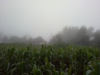 maiz y niebla