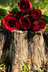roses on wood. background of valentine day concept and love concept. copy space for text.