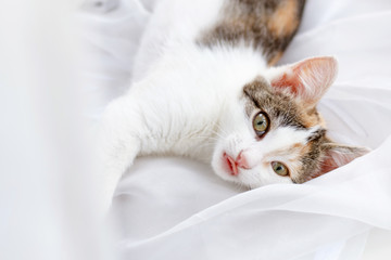 Cute kitten lying on windowsill on a bright white tulle and shows tongue