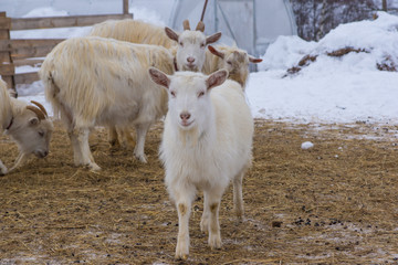 Goats on a farm in winter