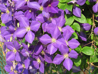 Toronto Clematis flowers 2017