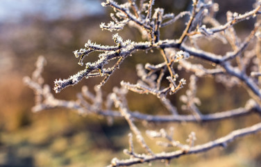 Eiskristalle an Ästen