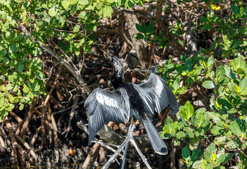 Anhinga perchs in mangroves and drying its wings, Sanibel Island, Florida