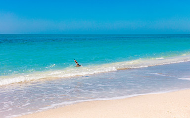 Beach, sand, water, waves, flying bird, horizon, blue sky, Florida