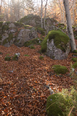 forest in autumn, in monte moncayo in zaragoza spain