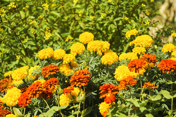 Beautiful flowers at Suan Luang. R.9, Thailand