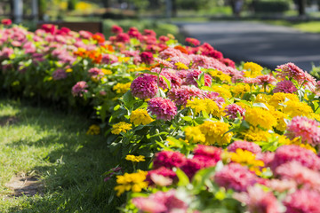 Beautiful flowers at Suan Luang. R.9, Thailand