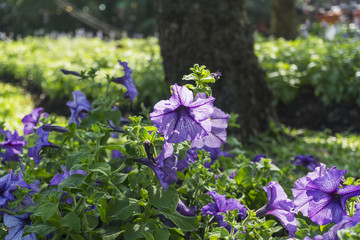 Beautiful flowers at Suan Luang. R.9, Thailand