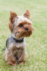 Young Yorkshire Terrier in the yard