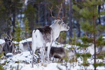 Naklejka premium Finnland, finnisch Lappland, Rentier oder Ren, Rangifer tarandus