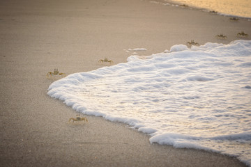 Crabs on a Beach