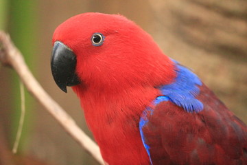 Eclectus Parrot