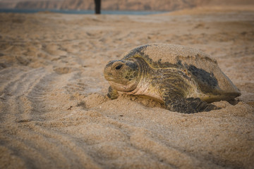 Turtle On A Beach