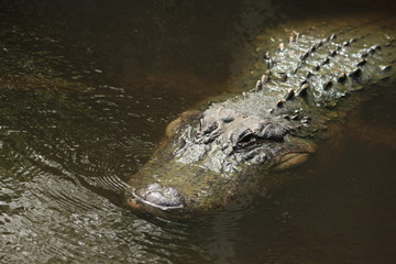 Fototapeta premium A large Alligator in the Florida Swamp 