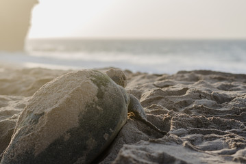 Turtle On A Beach