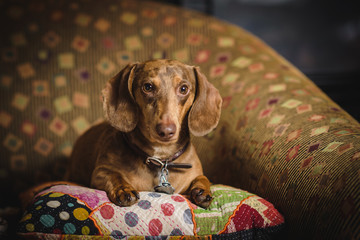 Dachshund on Couch