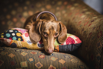 Dachshund on Couch