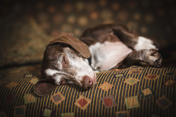 Dachshund on Couch