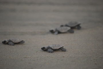 Tortugas Troncones