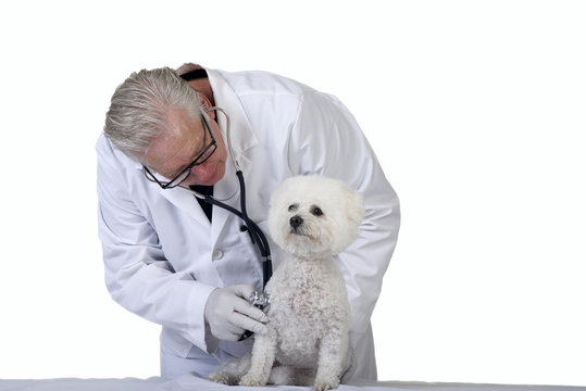 Model released image of older caucasian male Veterinarian examining white poodle dog with a stethoscope, isolated on white background