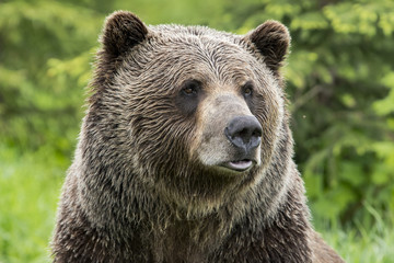 Canadian Grizzly Bear