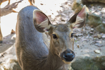 Close up deer head