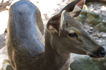 Obraz premium Close up deer head