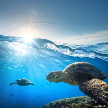Sea Turtle in shallow blue water