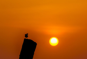 Black robin shadow in morning sun