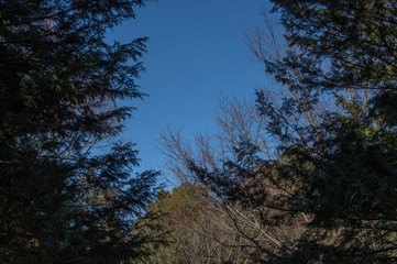 森の中から見た青空