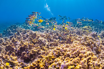 Naklejka na ściany i meble Coral Reef with Scuba Diver